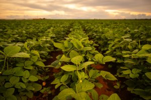 UPL lança Nuvita, biossolução com foco em nutrição inteligente de plantas