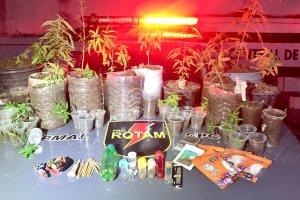 Polícia Militar prende homem e apreende 37 pés de maconha em Satuba