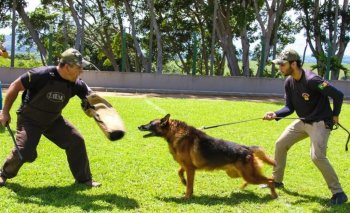 Adestradores farão apresentação de cães pastor alemão durante a exposição. | Patrícia Henrique