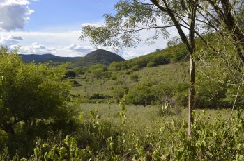 IMA tem desempenhado um papel fundamental na implementação de políticas e ações de conservação e de preservação do bioma Caatinga. Juliana Cavalcanti