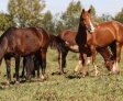 Ração contaminada mata 245 equinos em quatro estados