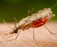 Falta de diagnóstico é obstáculo para eliminação da malária no Brasil