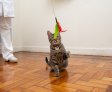 Vida em apartamento: desafios e soluções para o bem-estar dos animais de estimação
