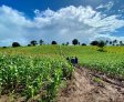 Assistência do governo Ronaldo Lopes ao agricultor melhora qualidade de vida no meio rural