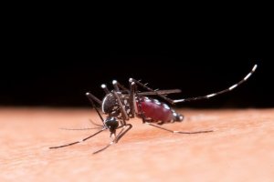 Ações de combate à dengue em Maceió são tema de recomendação do MPAL