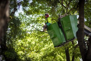 Após vistoria, Prefeitura decide realizar podas em árvores da Rua Augusta