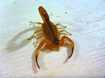 Manter cuidados é necessário contra a proliferação de escorpiões. Foto: Divulgação/Internet