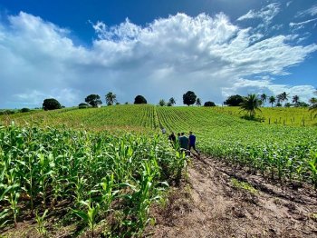 Com orientação da Semada, agricultor investe em milho para alimentar o gado. Fotos Débora Alves – social media Semada