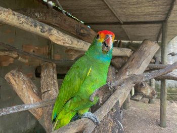 O Papagaio-chauá é o papagaio mais raro do Brasil. Ascom IMA/AL